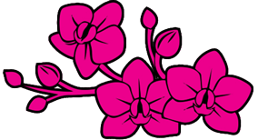 orchids-flower image